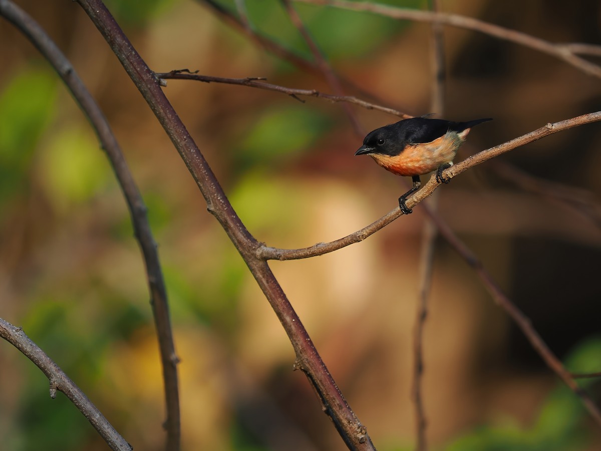 Pink-breasted Flowerpecker (Pink-breasted) - ML617964442