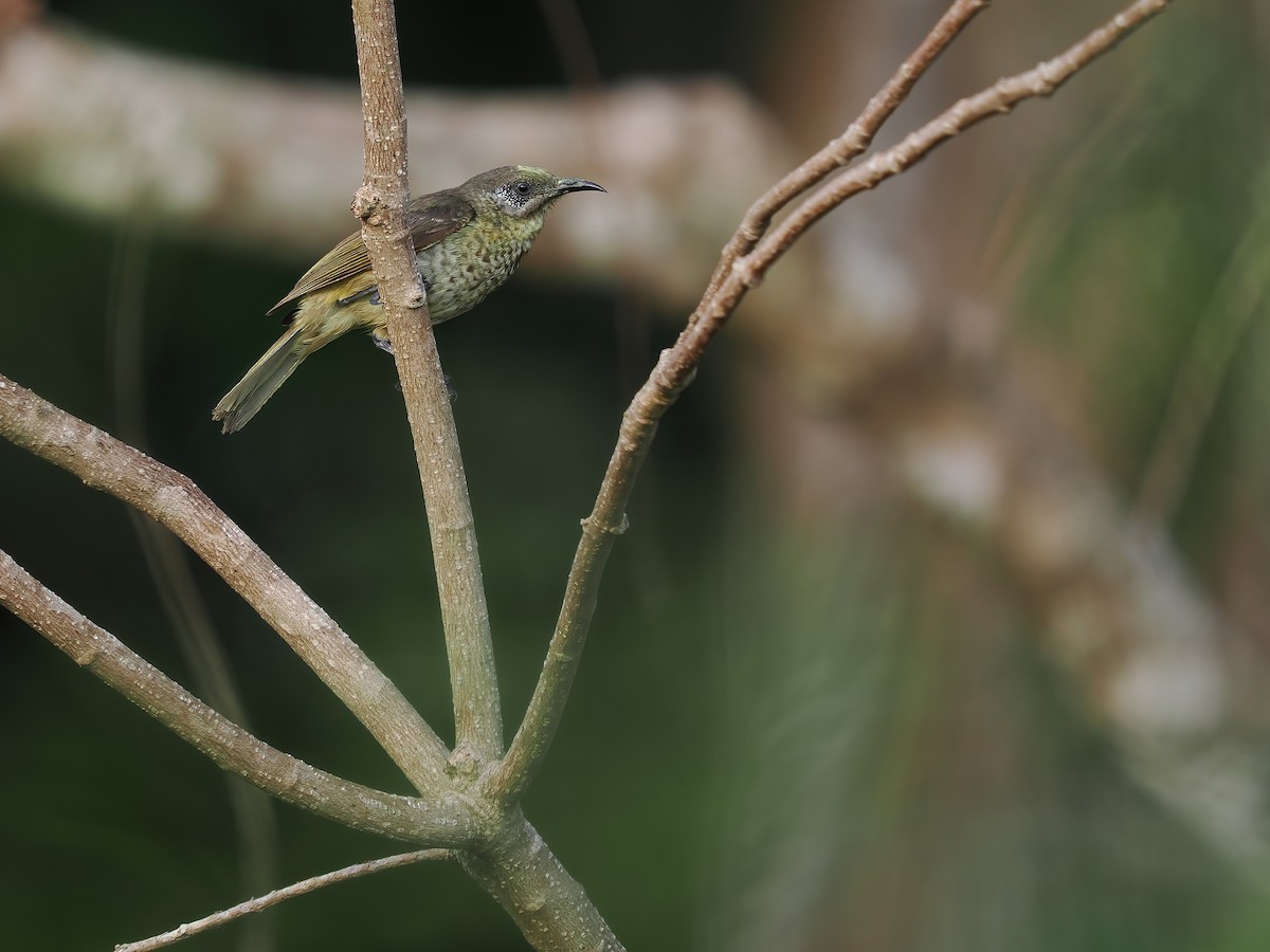 White-tufted Honeyeater - ML617964446