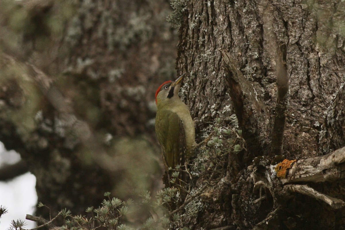 Levaillant's Woodpecker - Octave Pajot
