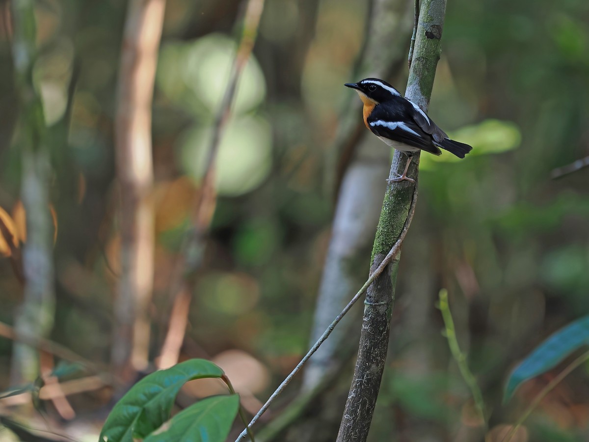 Tanimbar Flycatcher - ML617964488