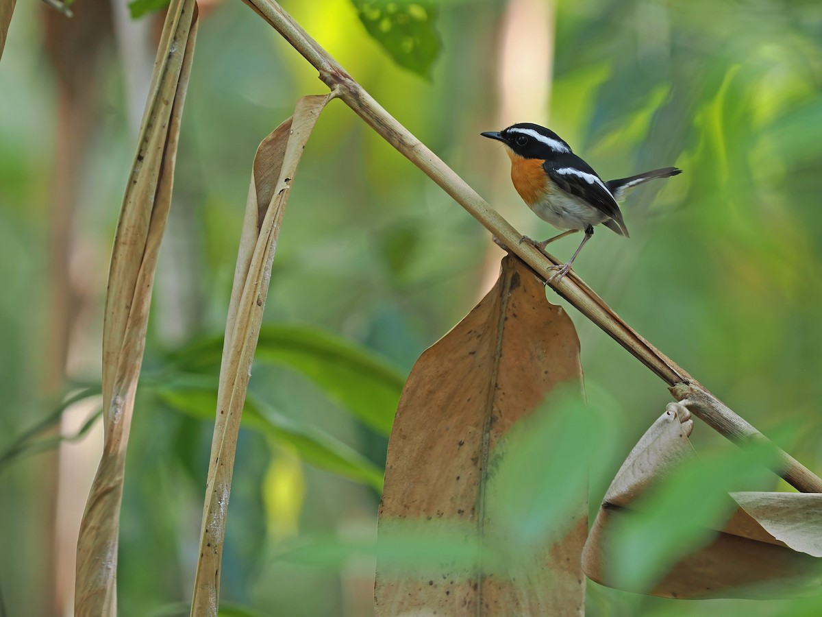 Tanimbar Flycatcher - ML617964489