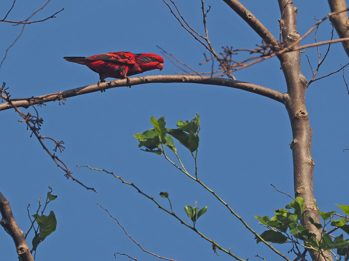 Blue-streaked Lory - ML617964497