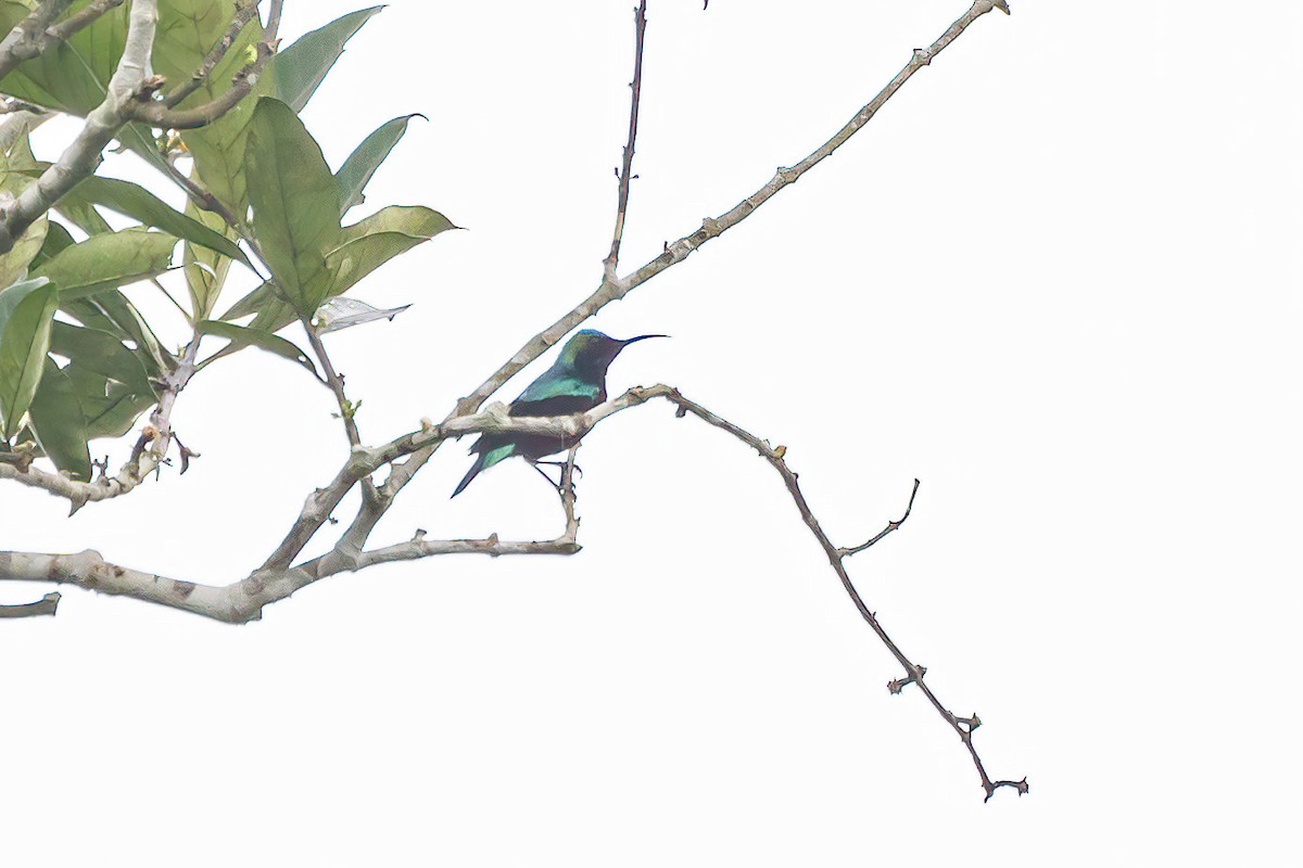 Superb Sunbird - Jeanne Verhulst