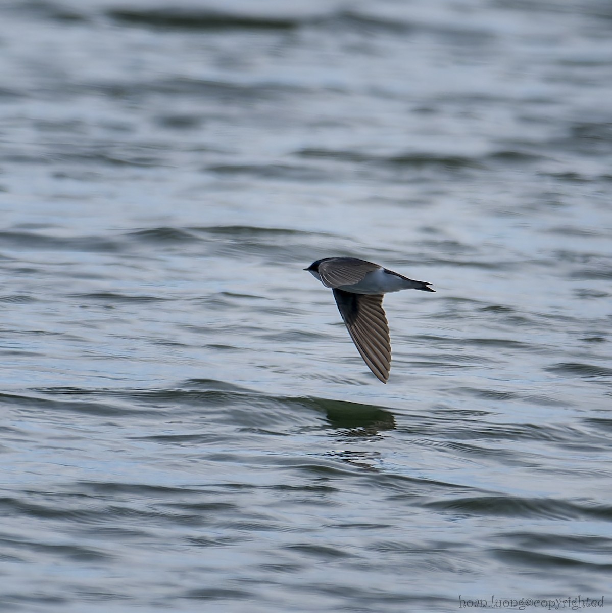 Tree Swallow - hoan luong