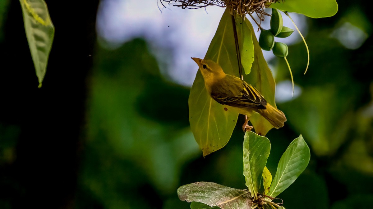 Principe Golden-Weaver - Michael Riffel