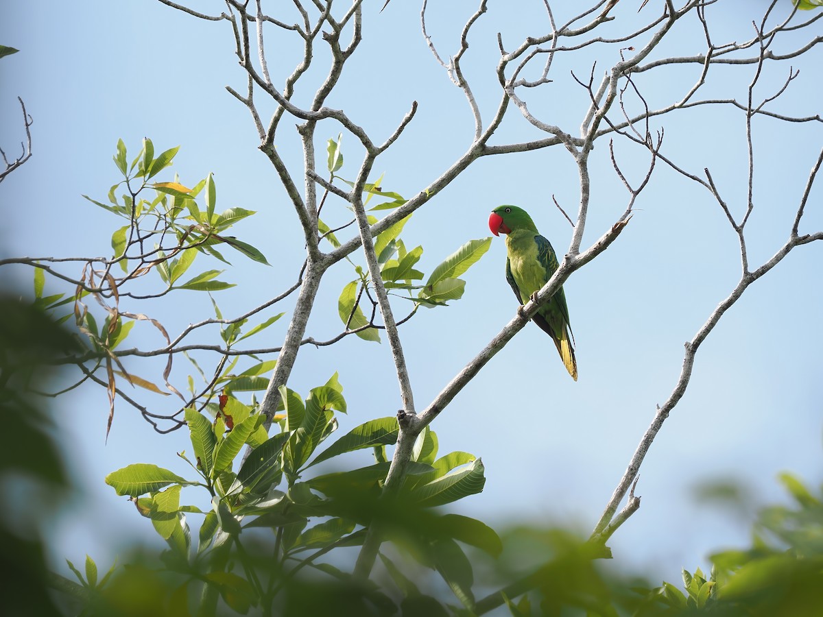 Great-billed Parrot - ML617964552