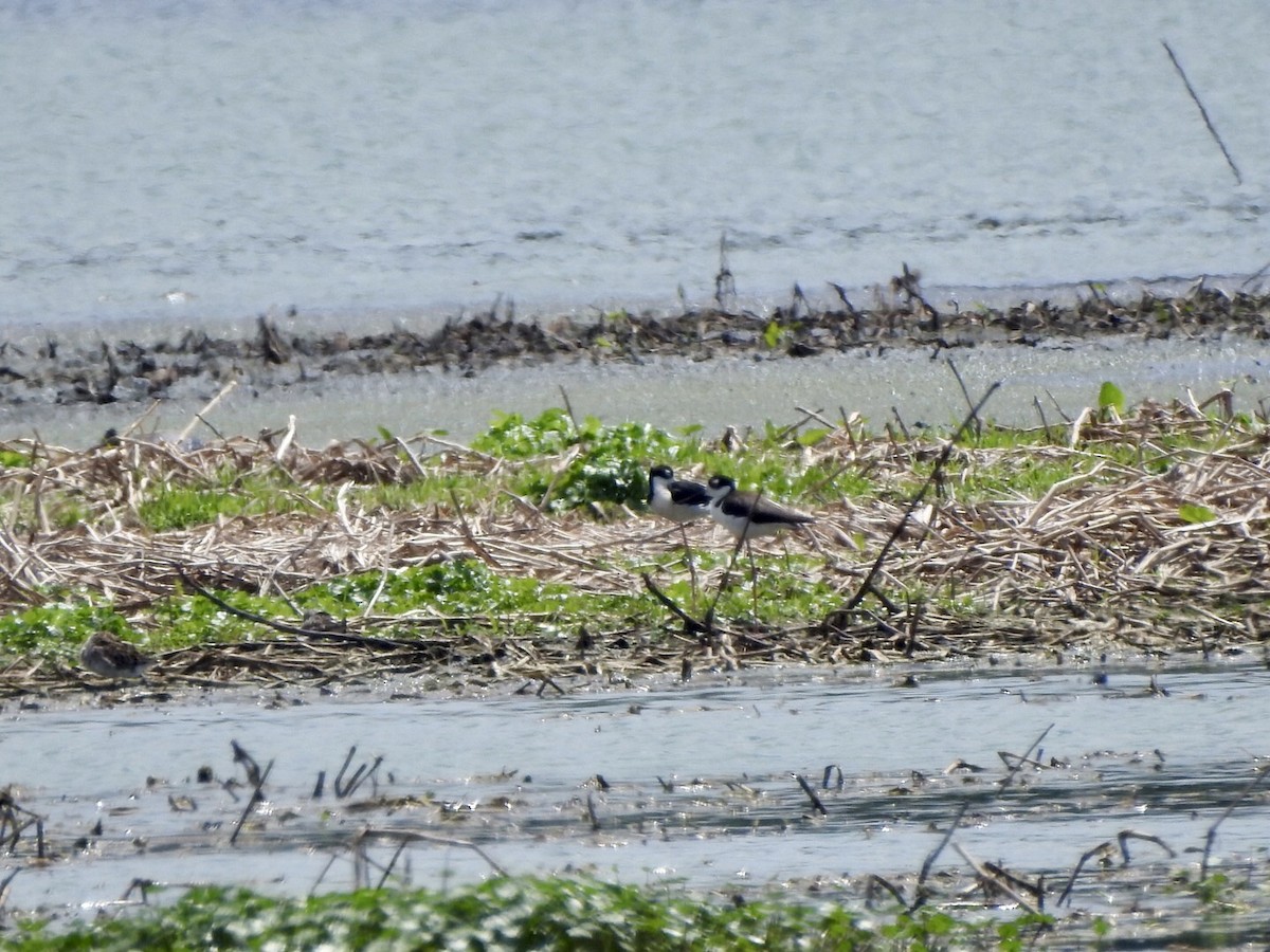 Black-necked Stilt - ML617964558