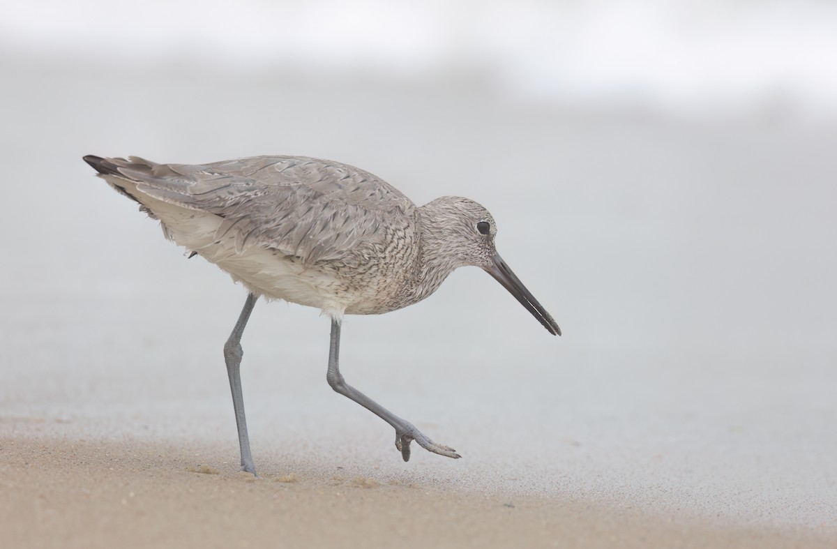 Willet - ML617964561