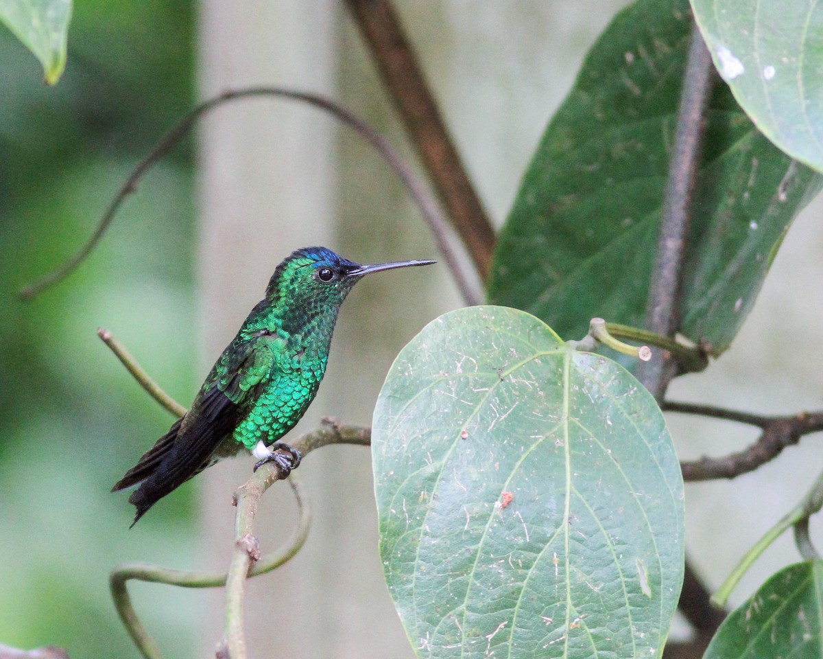 Indigo-capped Hummingbird - ML617964565