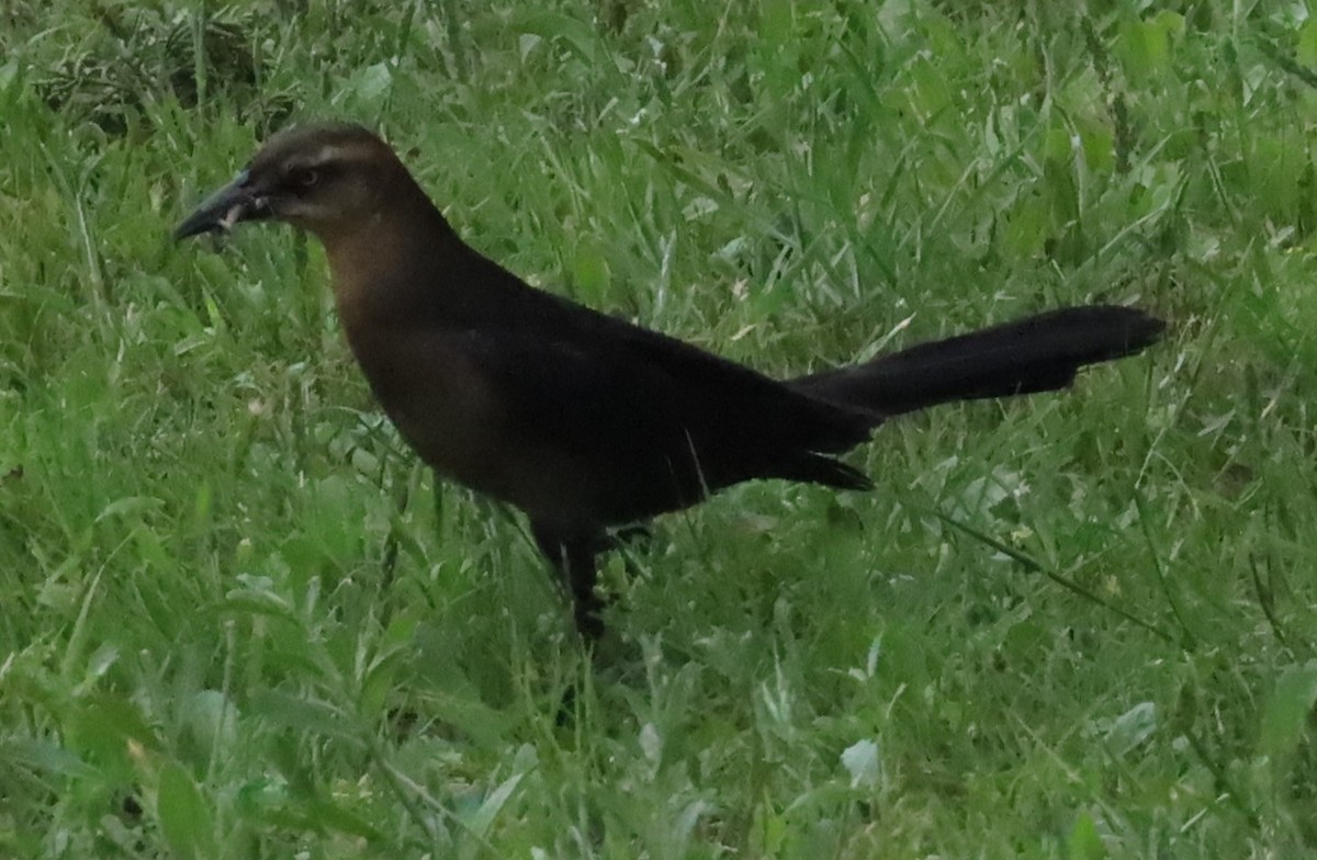 Great-tailed Grackle - ML617964585