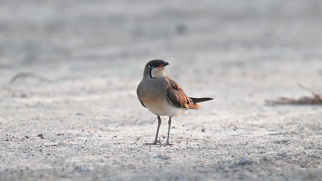 Oriental Pratincole - ML617964602