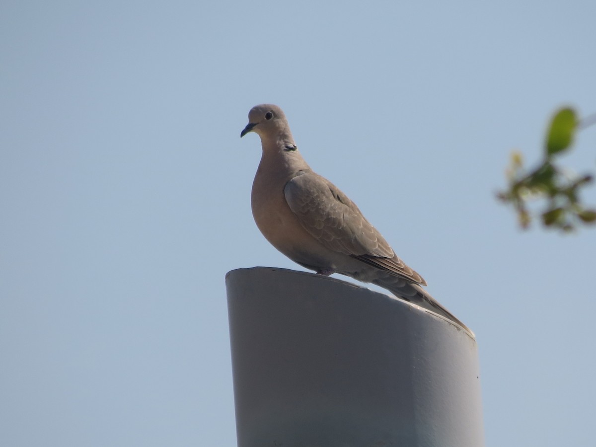 Eurasian Collared-Dove - ML617964612