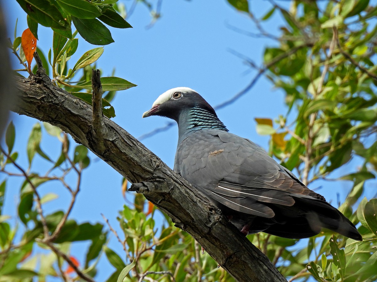 White-crowned Pigeon - ML617964613