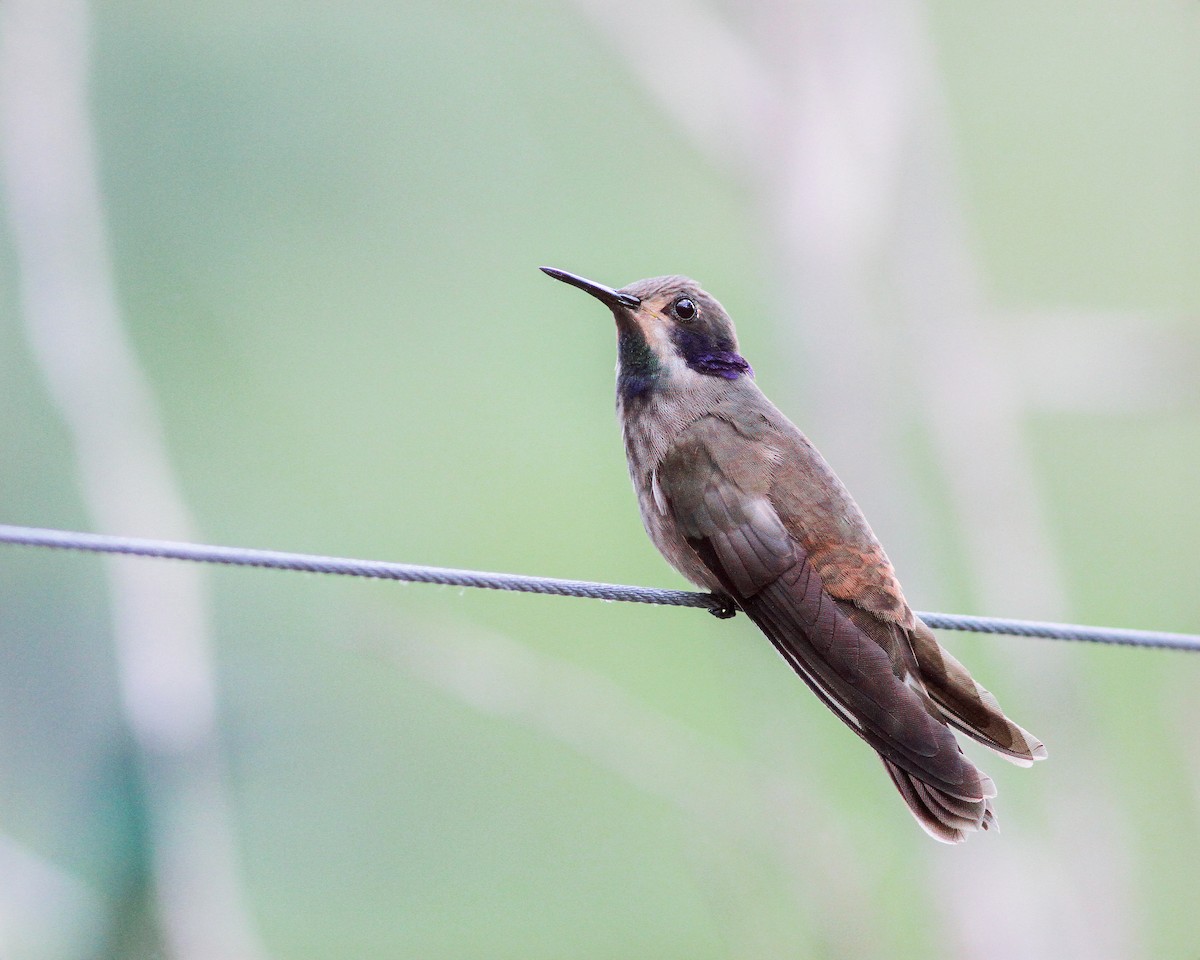 kolibřík fialovouchý - ML617964614