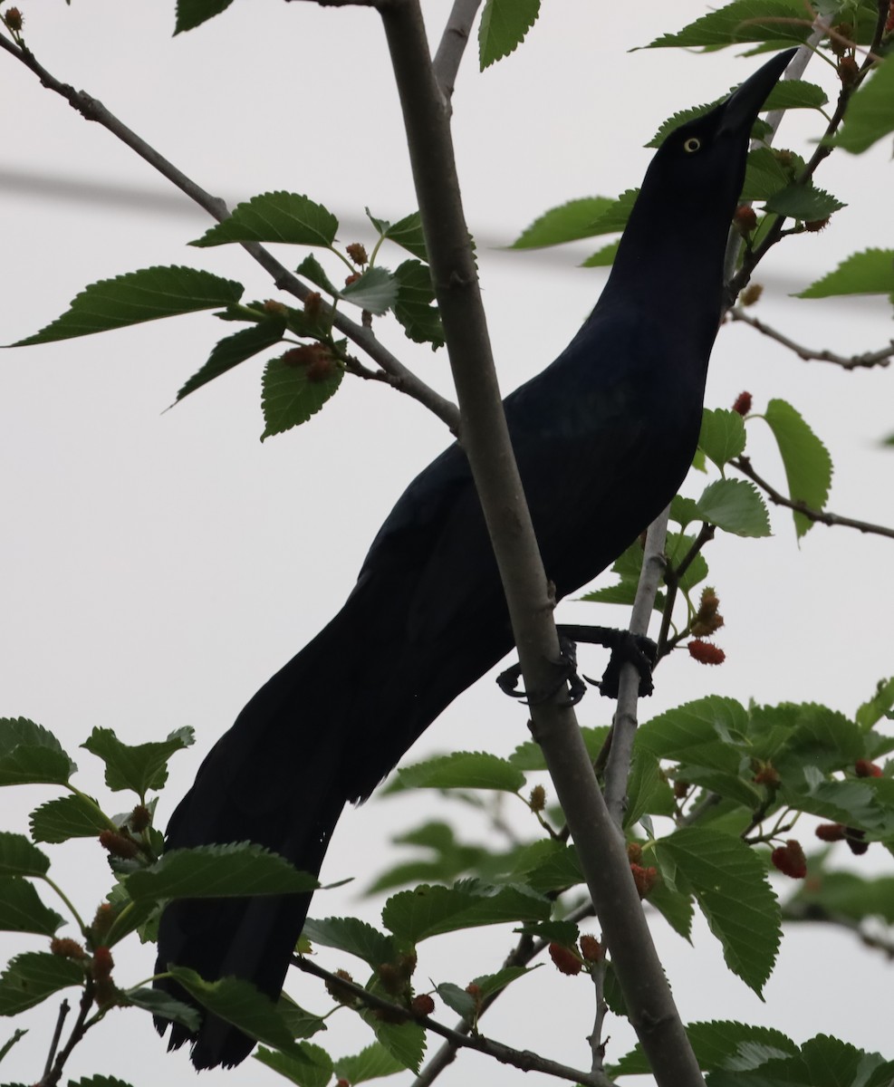 Great-tailed Grackle - Gautham Mohan