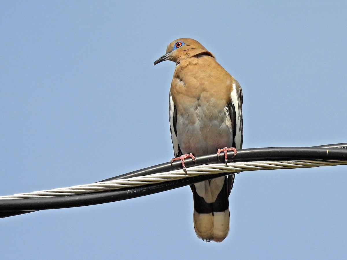 White-winged Dove - ML617964620