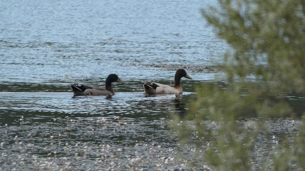 Mallard (Domestic type) - Carlos Pedro Santos