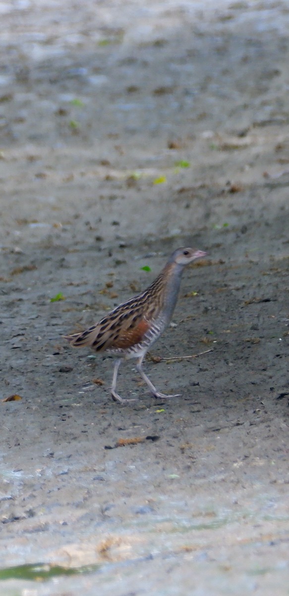 Corn Crake - ML617964628