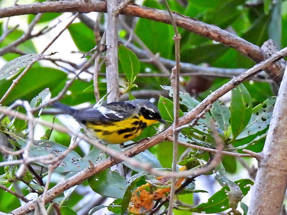 Magnolia Warbler - ML617964658