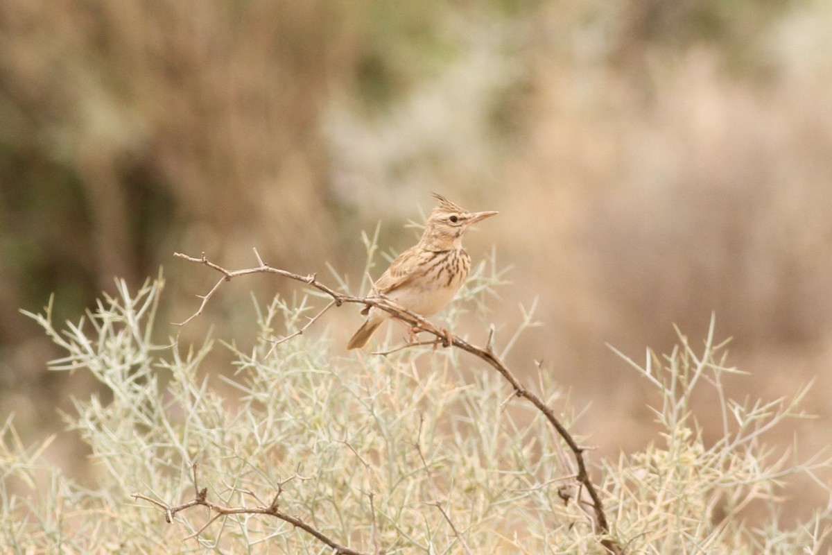 Thekla's Lark - ML617964673