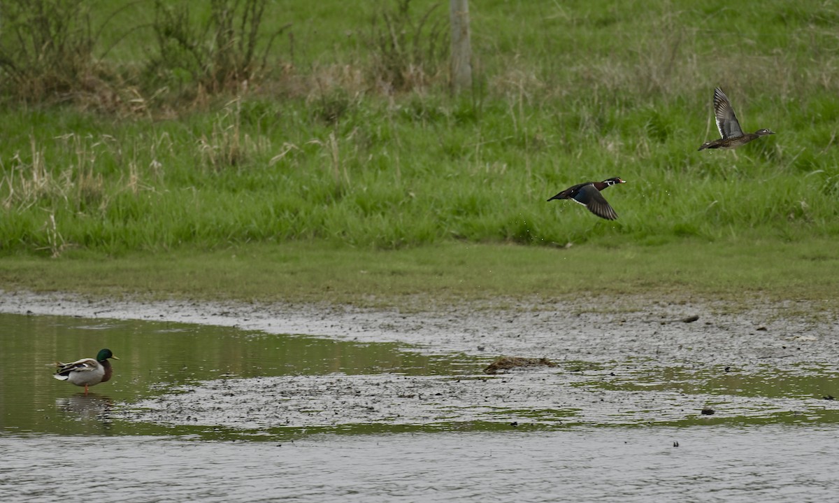 Wood Duck - ML617964708