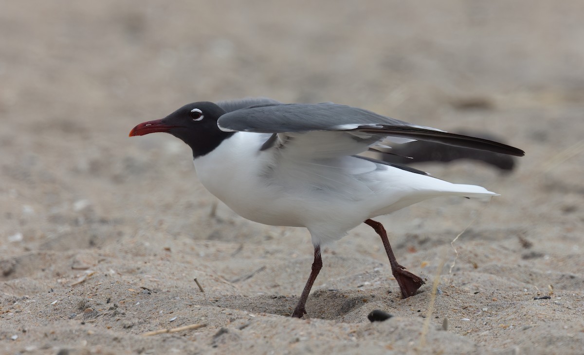 Gaviota Guanaguanare - ML617964771