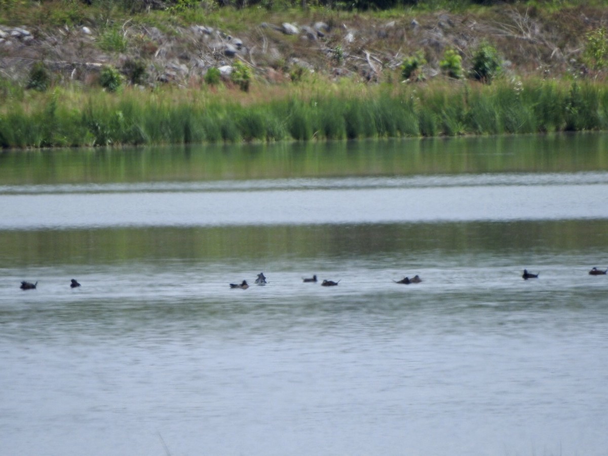 Ruddy Duck - ML617964855