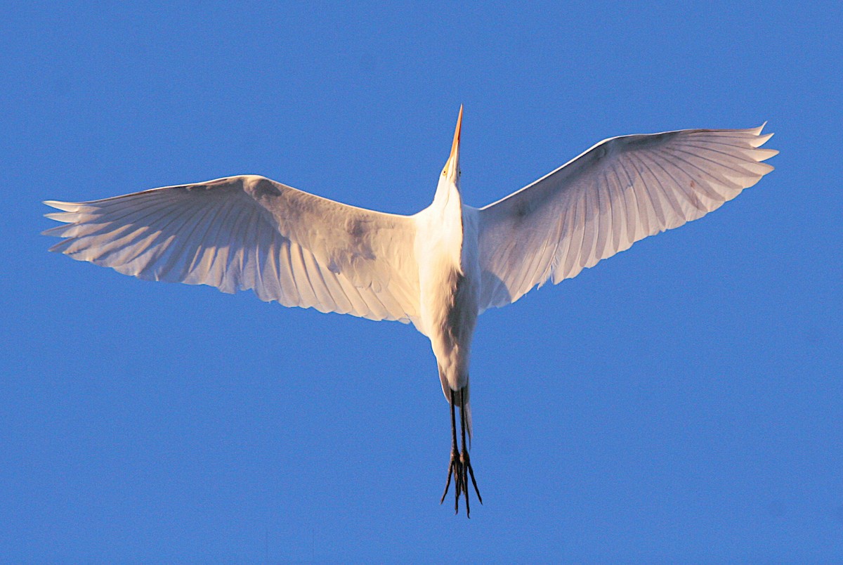 Great Egret - ML617964858