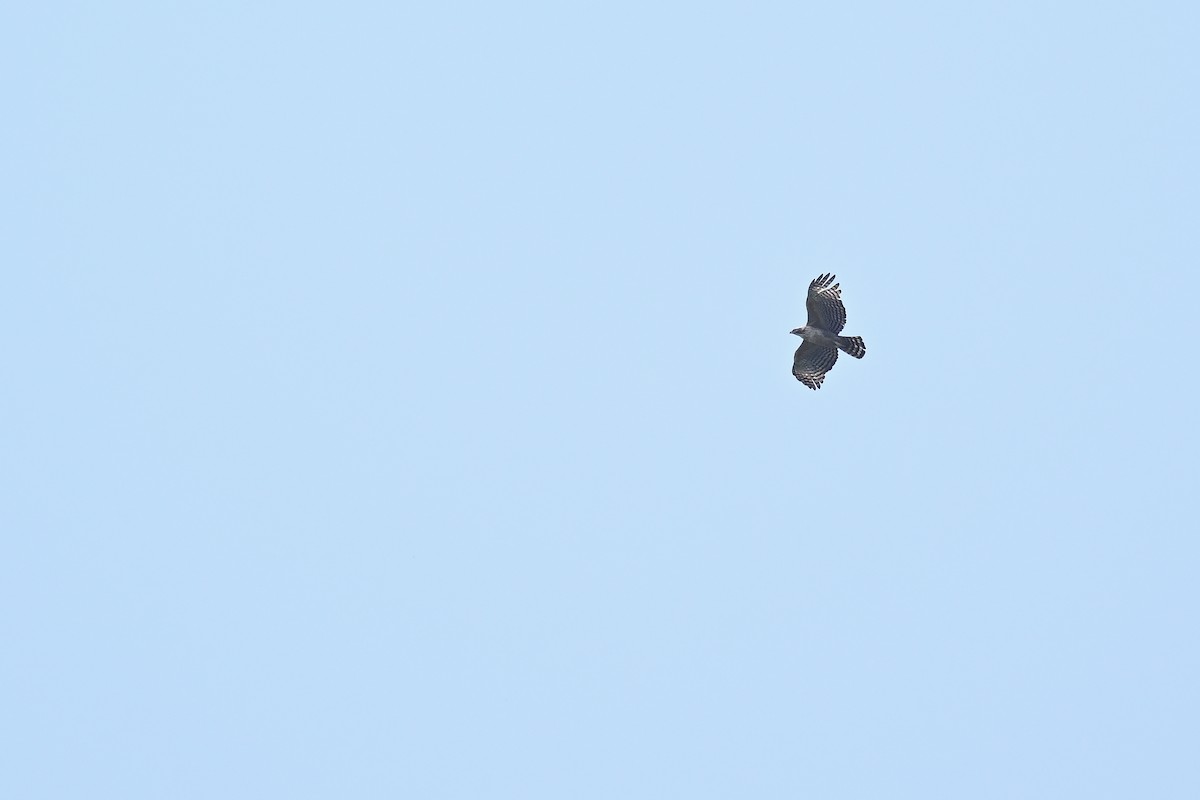 ML617964867 - Mountain Hawk-Eagle - Macaulay Library