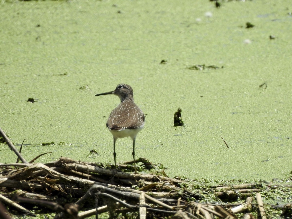 Solitary Sandpiper - ML617964874