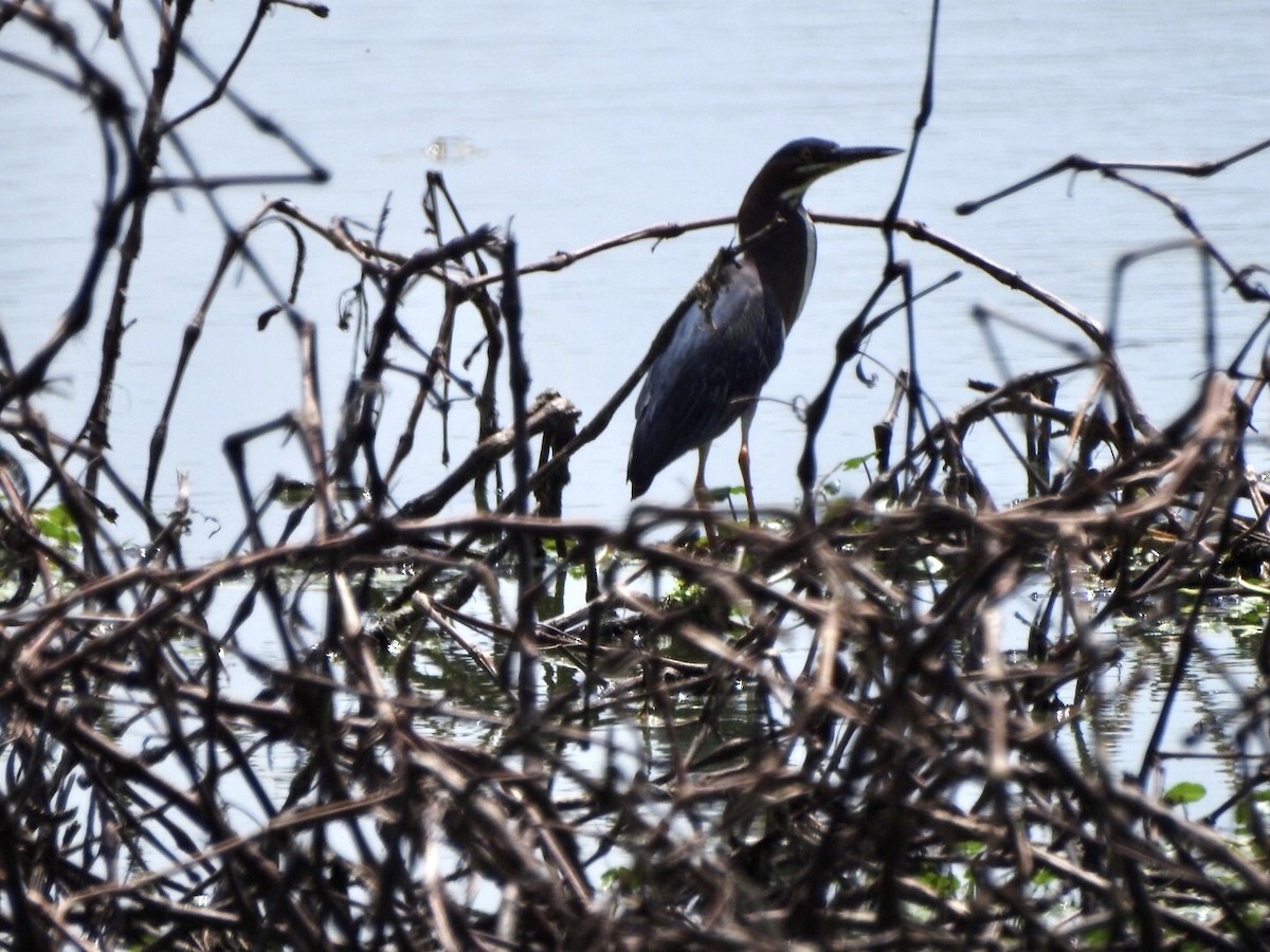 Green Heron - ML617964879