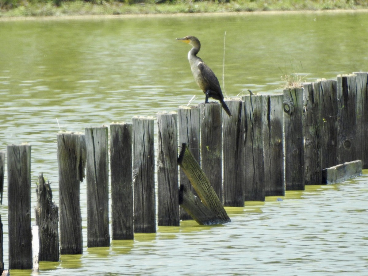 Double-crested Cormorant - ML617964899