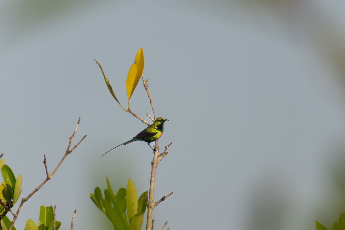 Elfennektarvogel - ML617964900