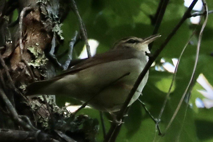 Swainson's Warbler - ML617964917