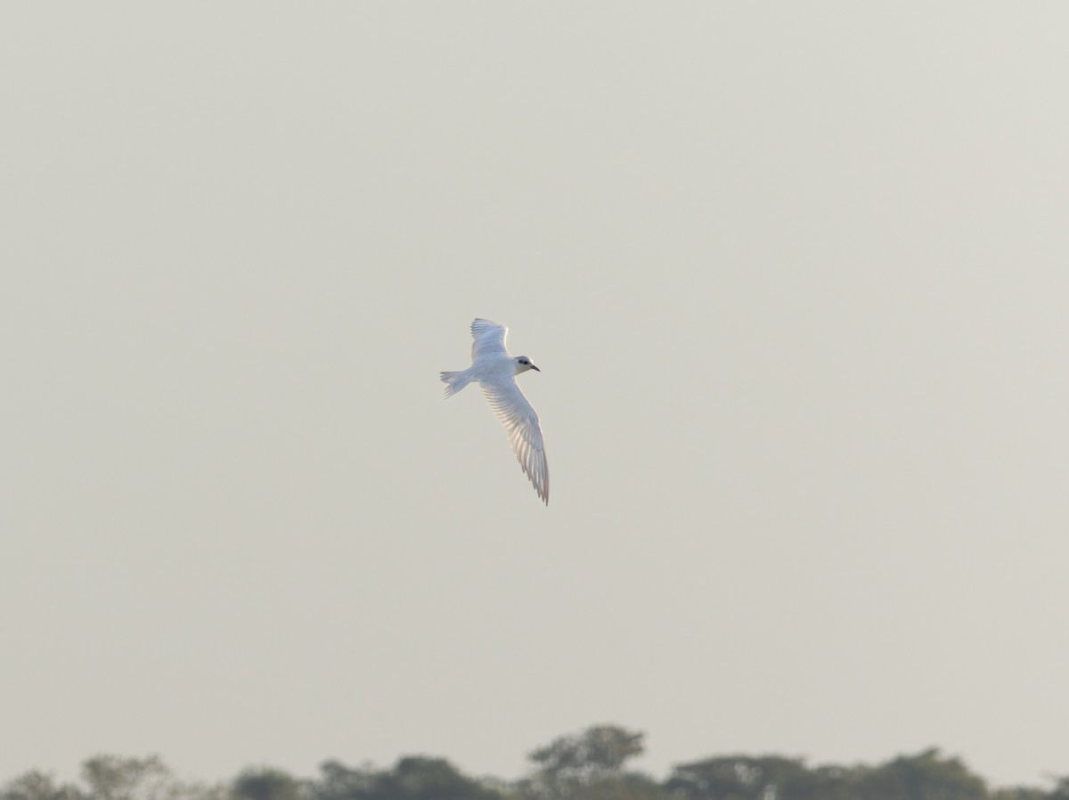 Gull-billed Tern - ML617964926