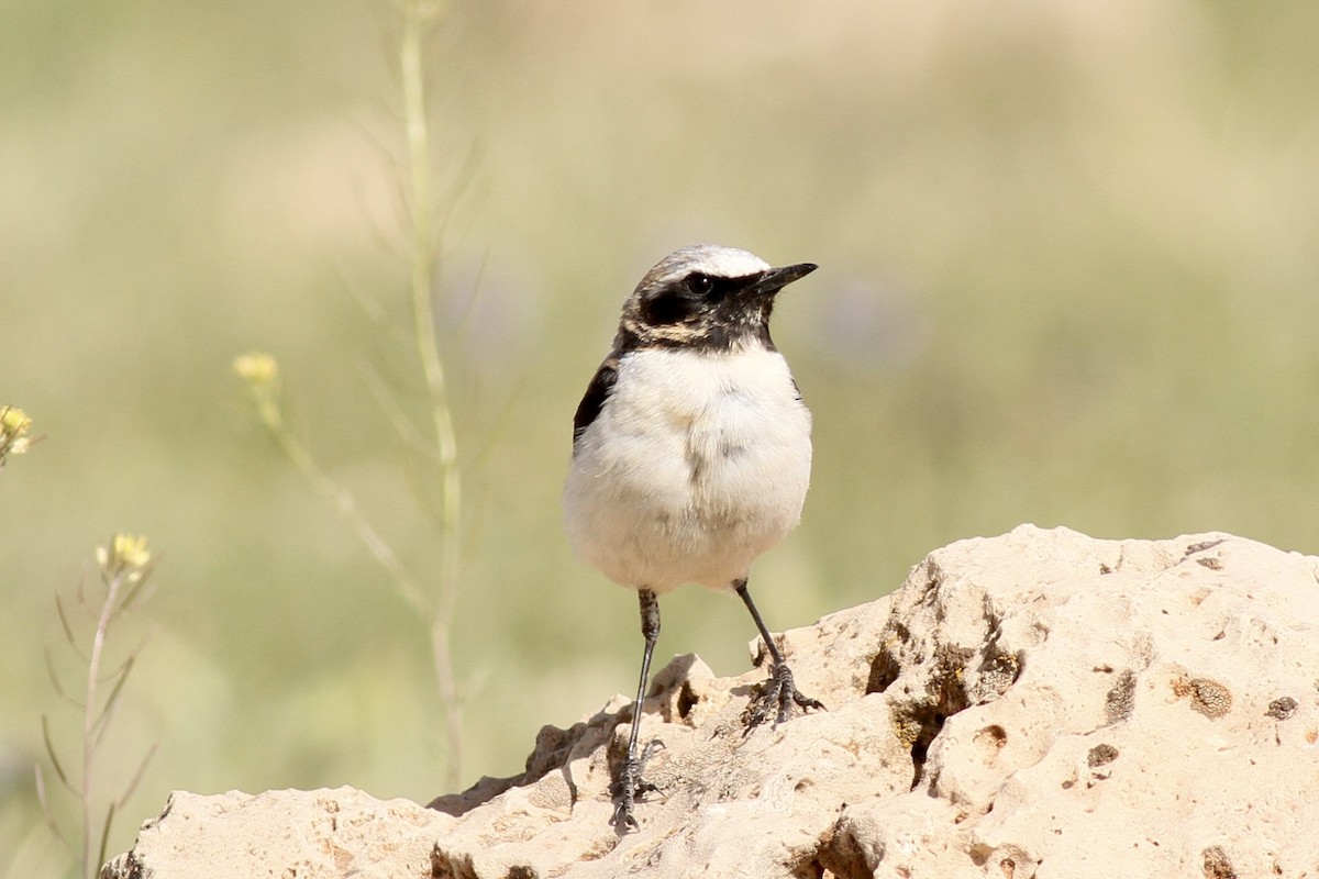 Atlas Wheatear - Octave Pajot