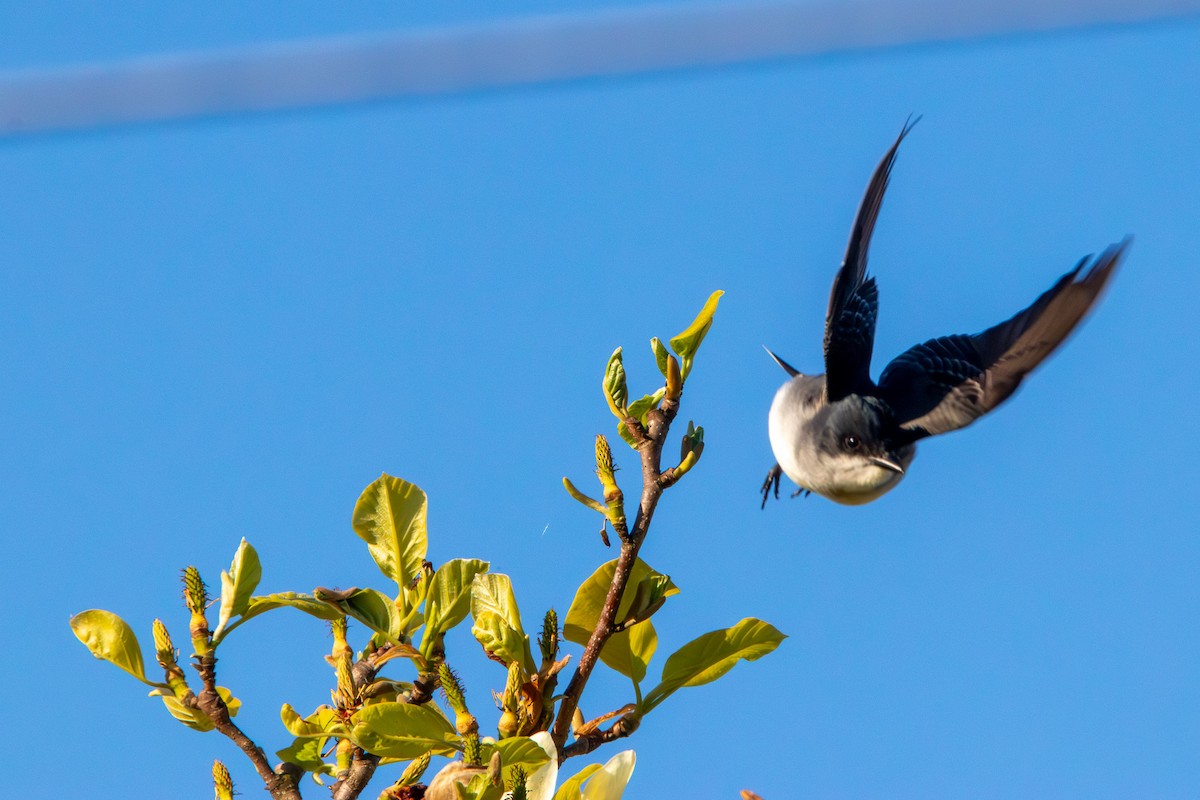 Eastern Kingbird - ML617964947