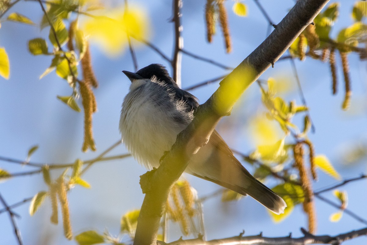 Eastern Kingbird - ML617964948