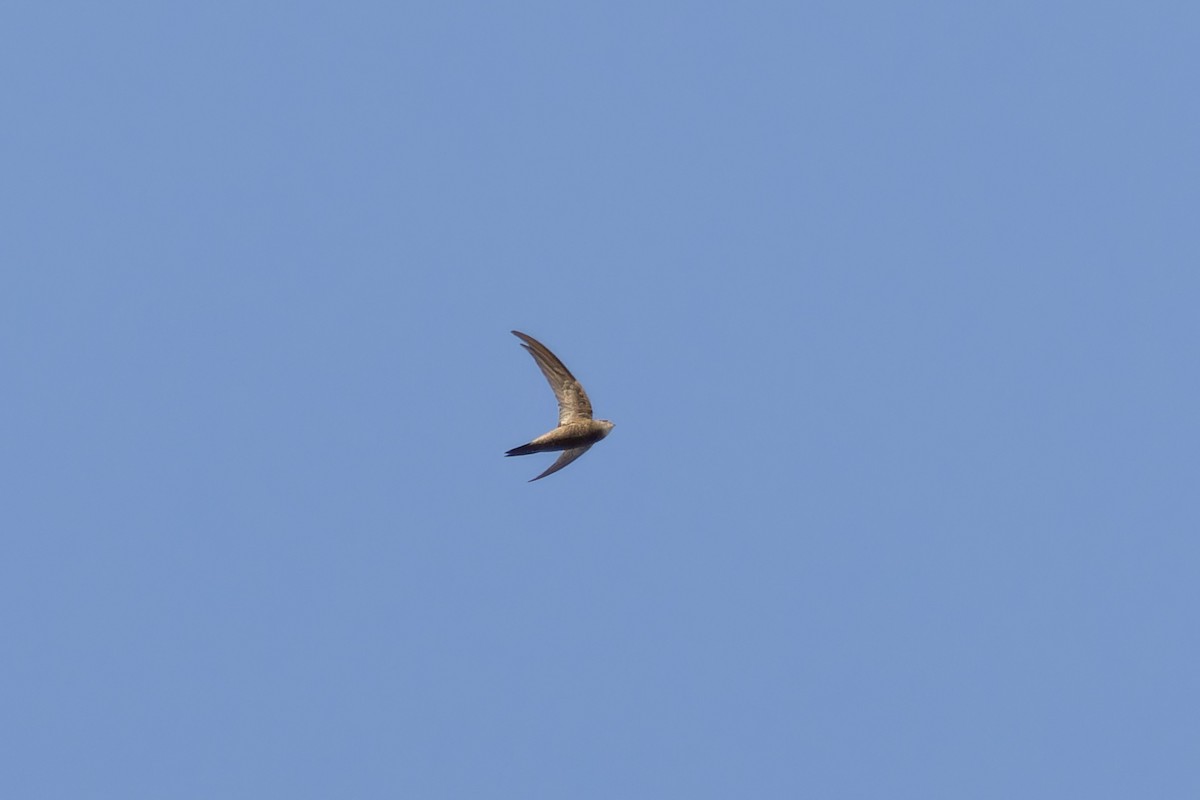 Pallid Swift - ML617964957