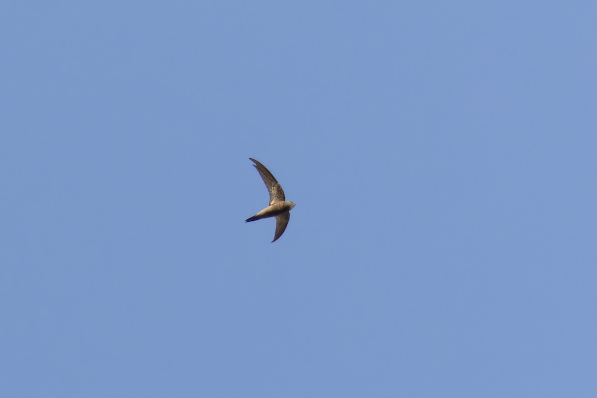 Pallid Swift - ML617964958