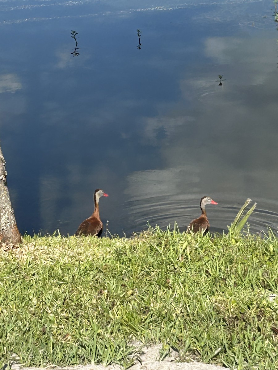 Black-bellied Whistling-Duck - ML617964991