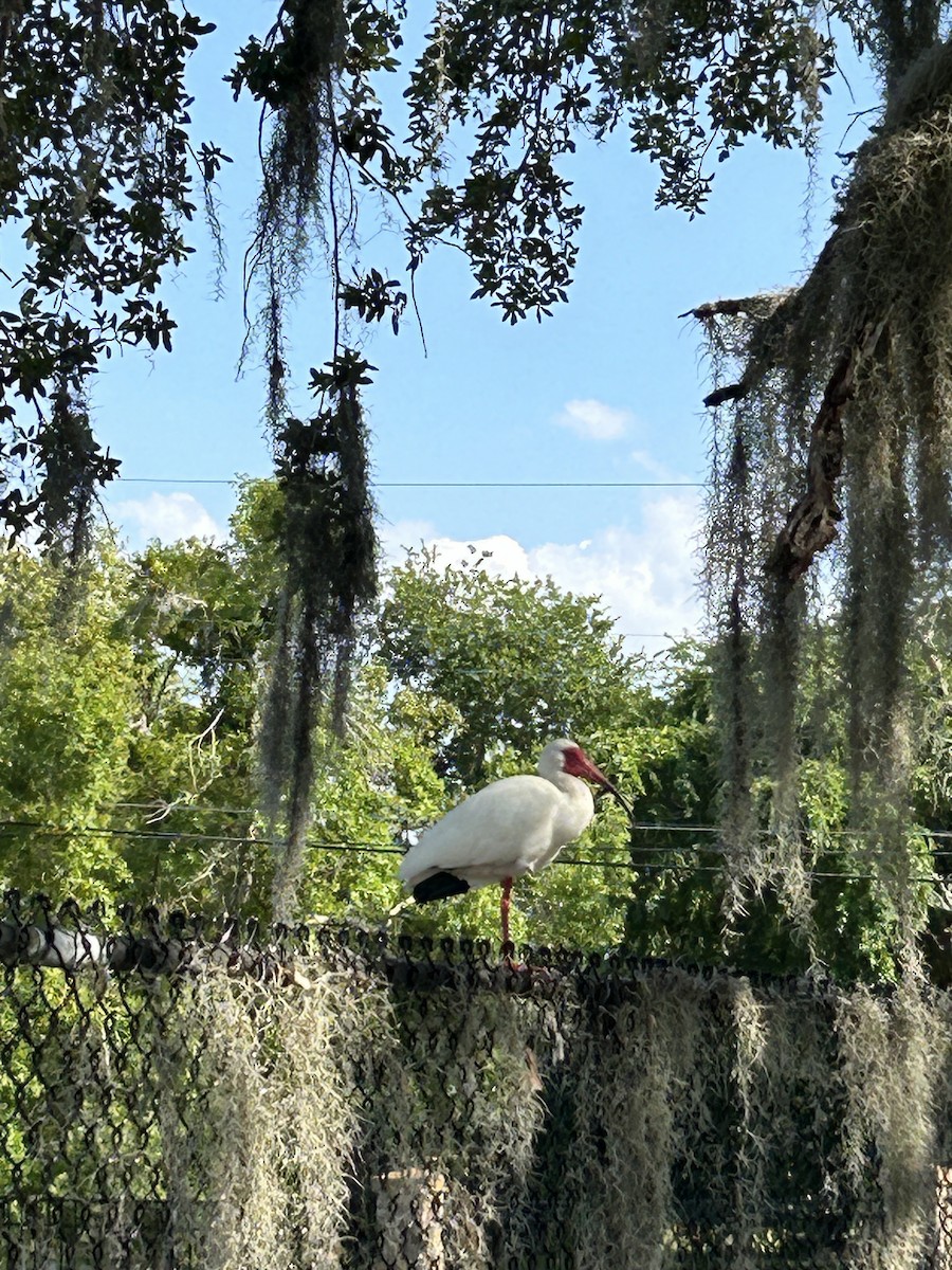 White Ibis - ML617965001