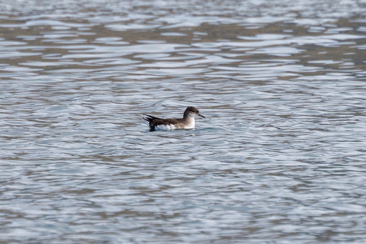 Puffin volage - ML617965005