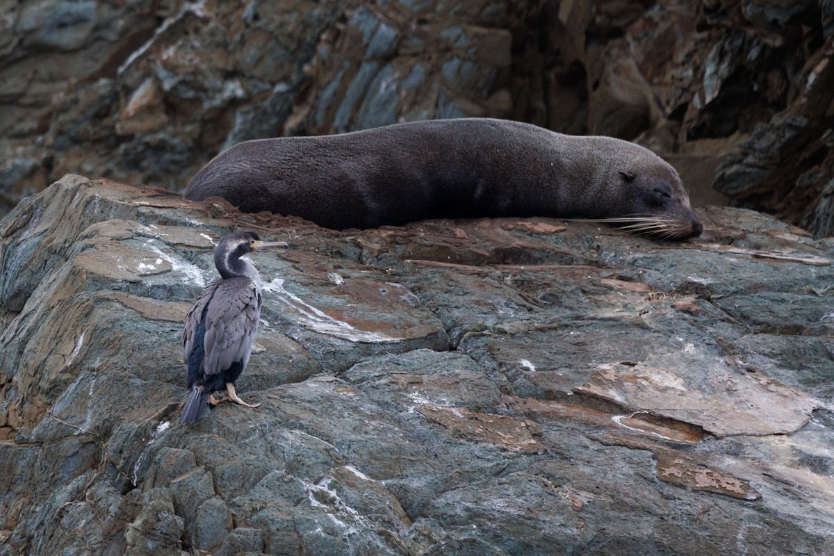 Cormoran moucheté - ML617965008