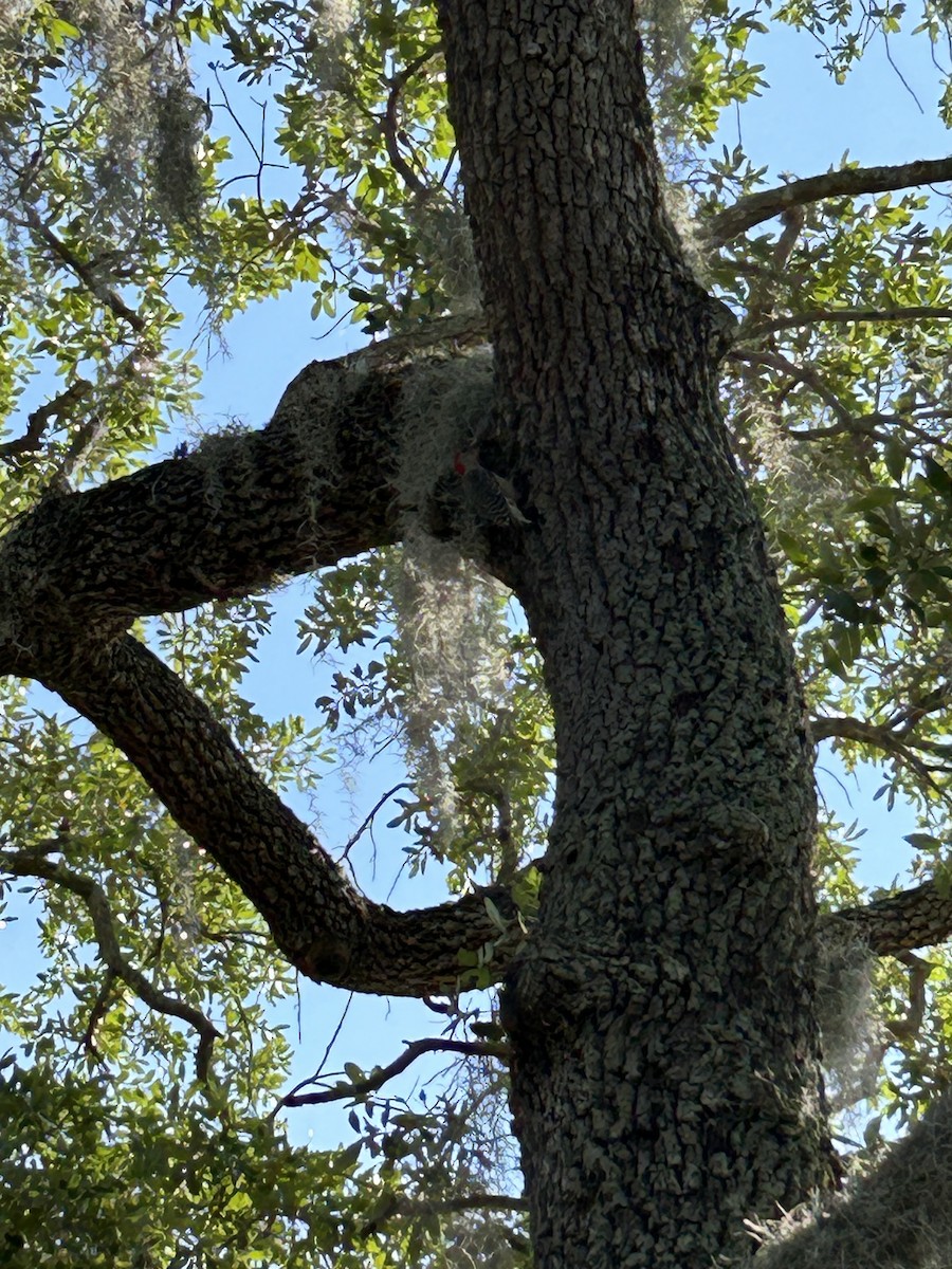 Red-bellied Woodpecker - ML617965010