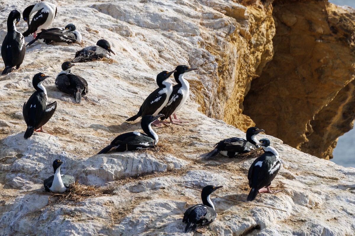 Cormoran caronculé - ML617965014