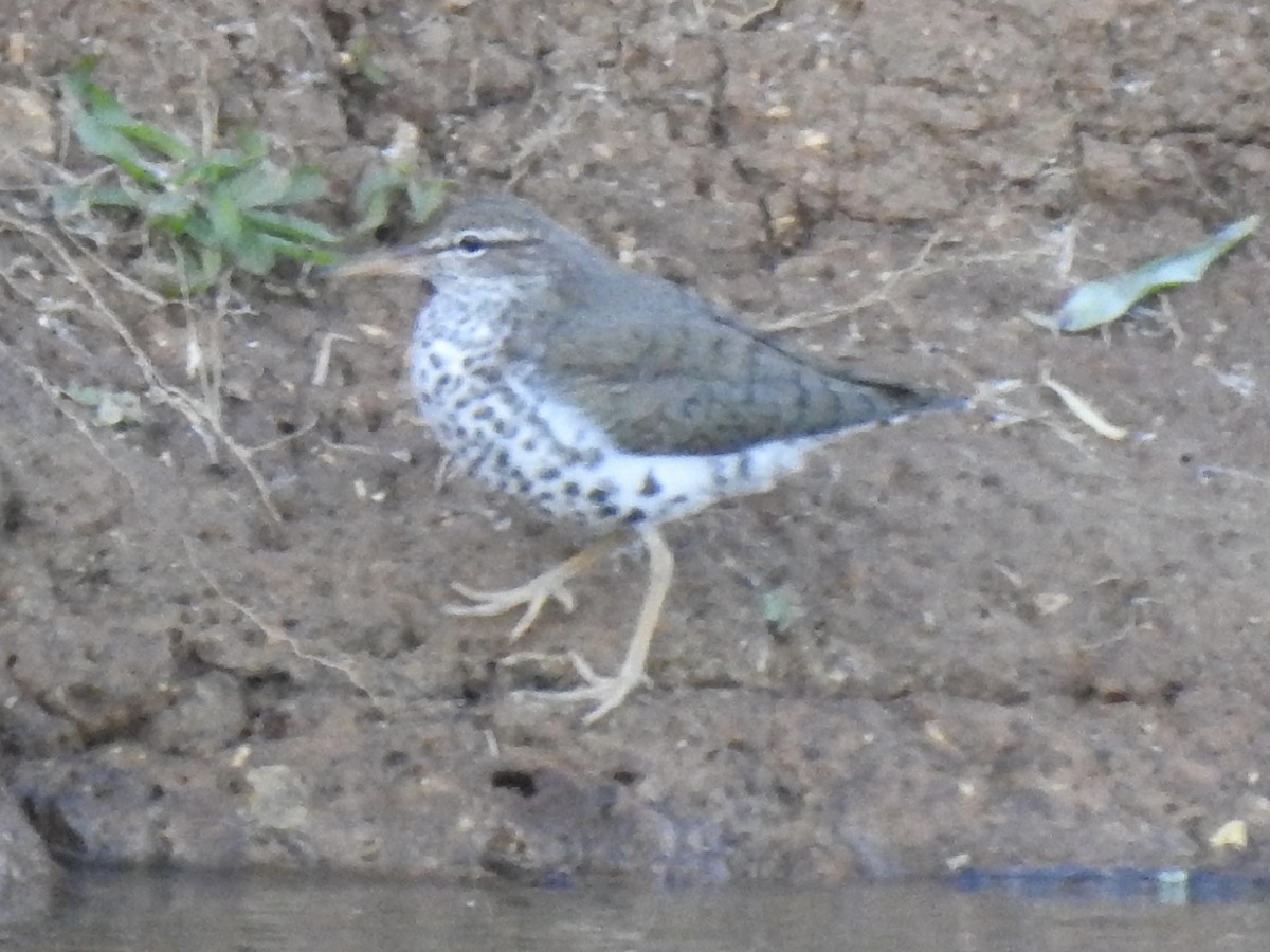 Spotted Sandpiper - ML617965074