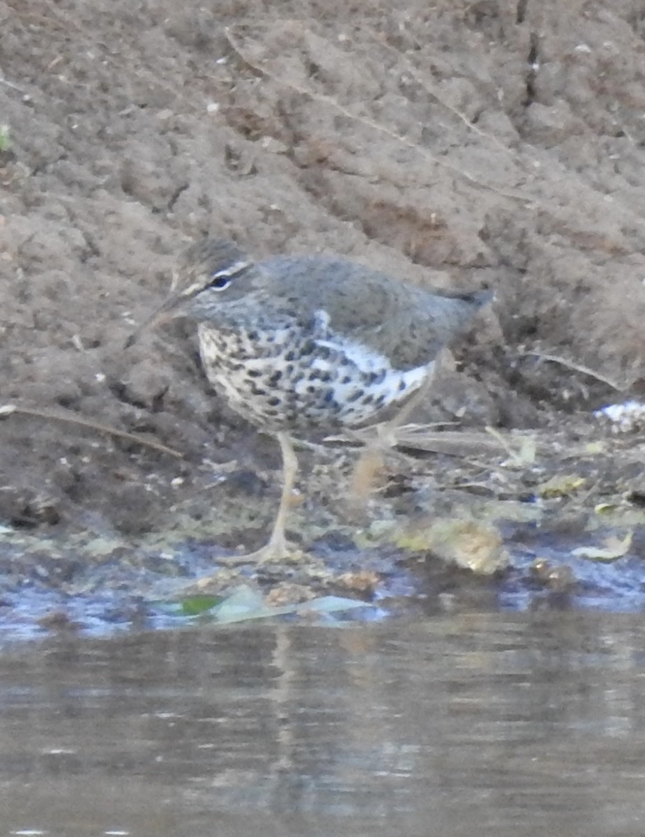 Spotted Sandpiper - Terry Crowe