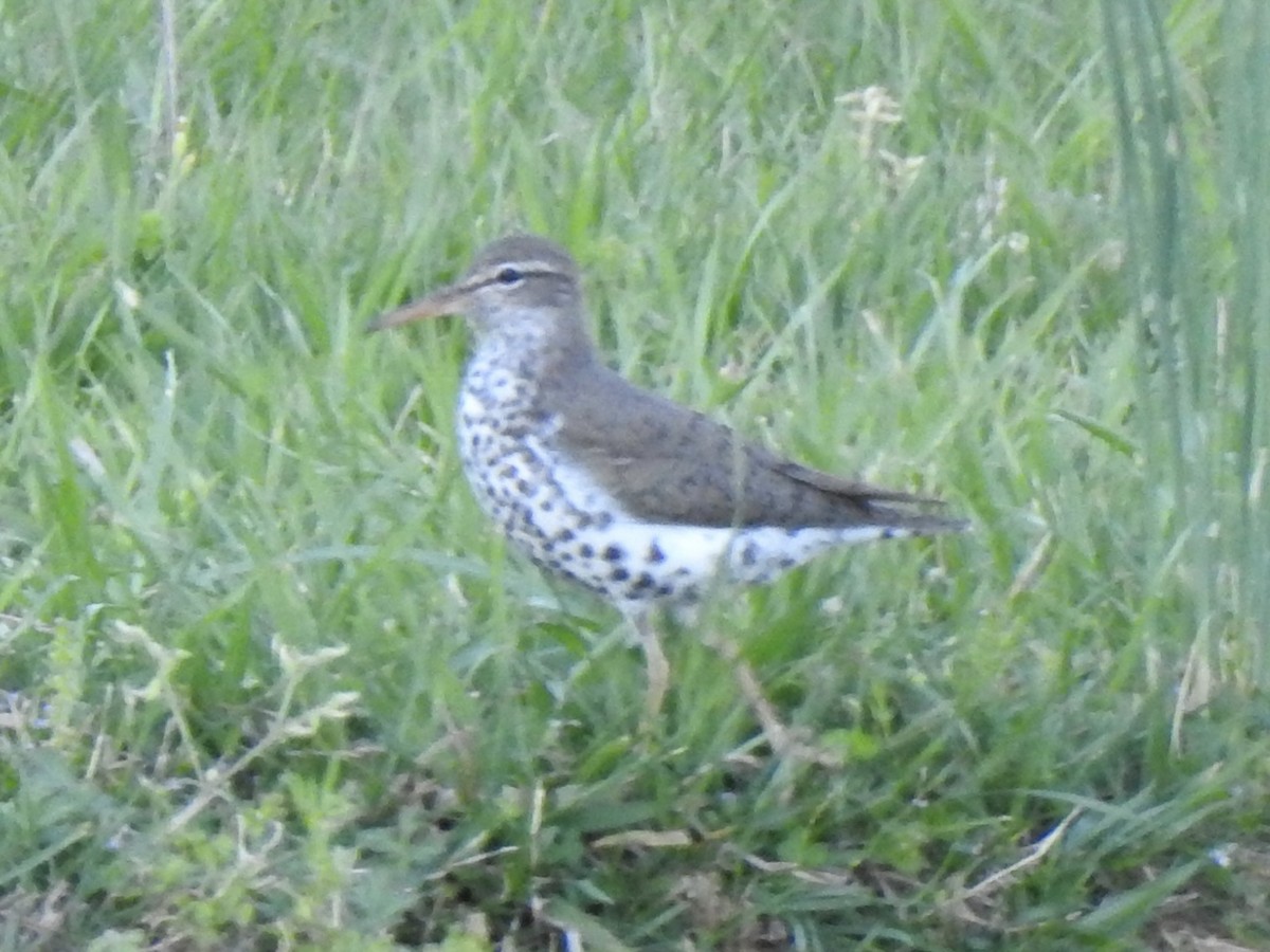 Spotted Sandpiper - ML617965076