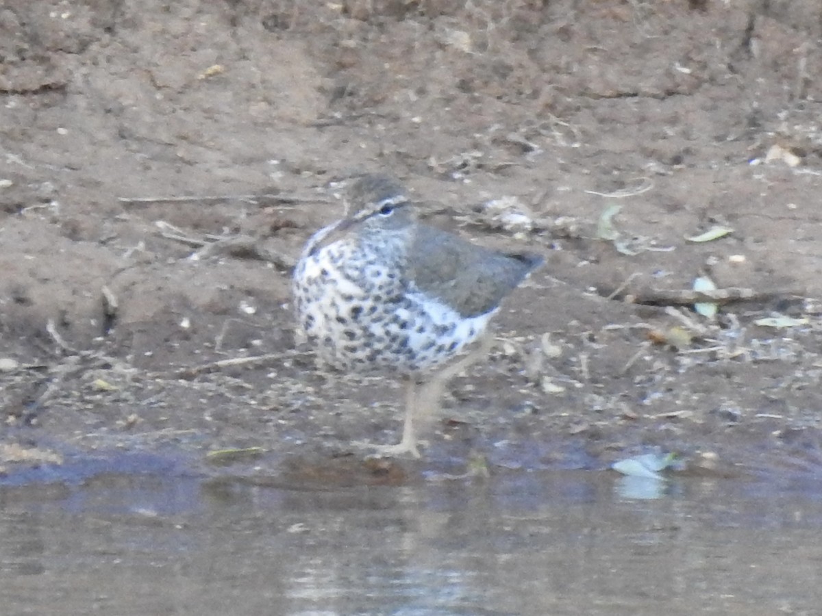 Spotted Sandpiper - ML617965077